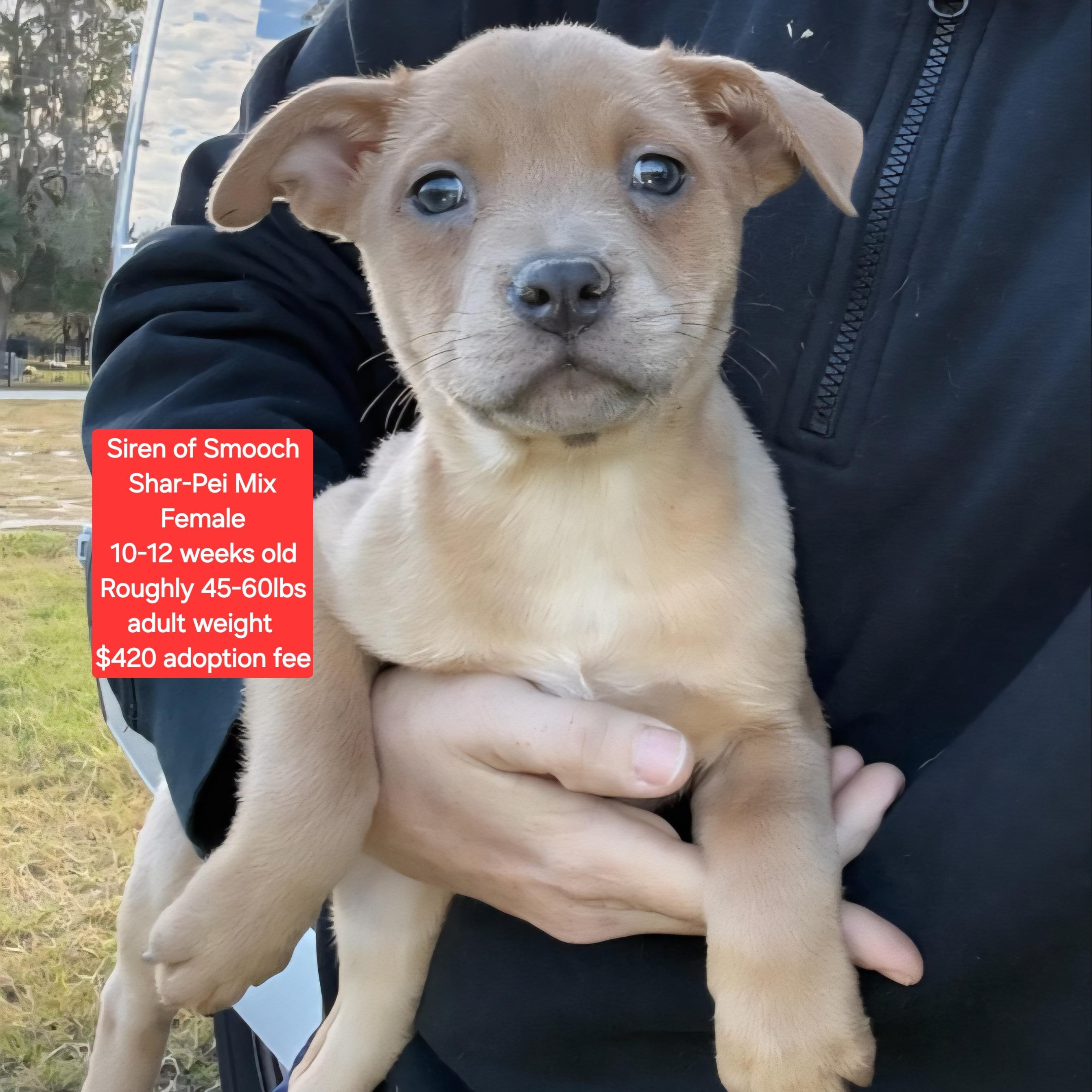 Siren of Smooch, ADOPTABLE, Puppy Female Shar-Pei.