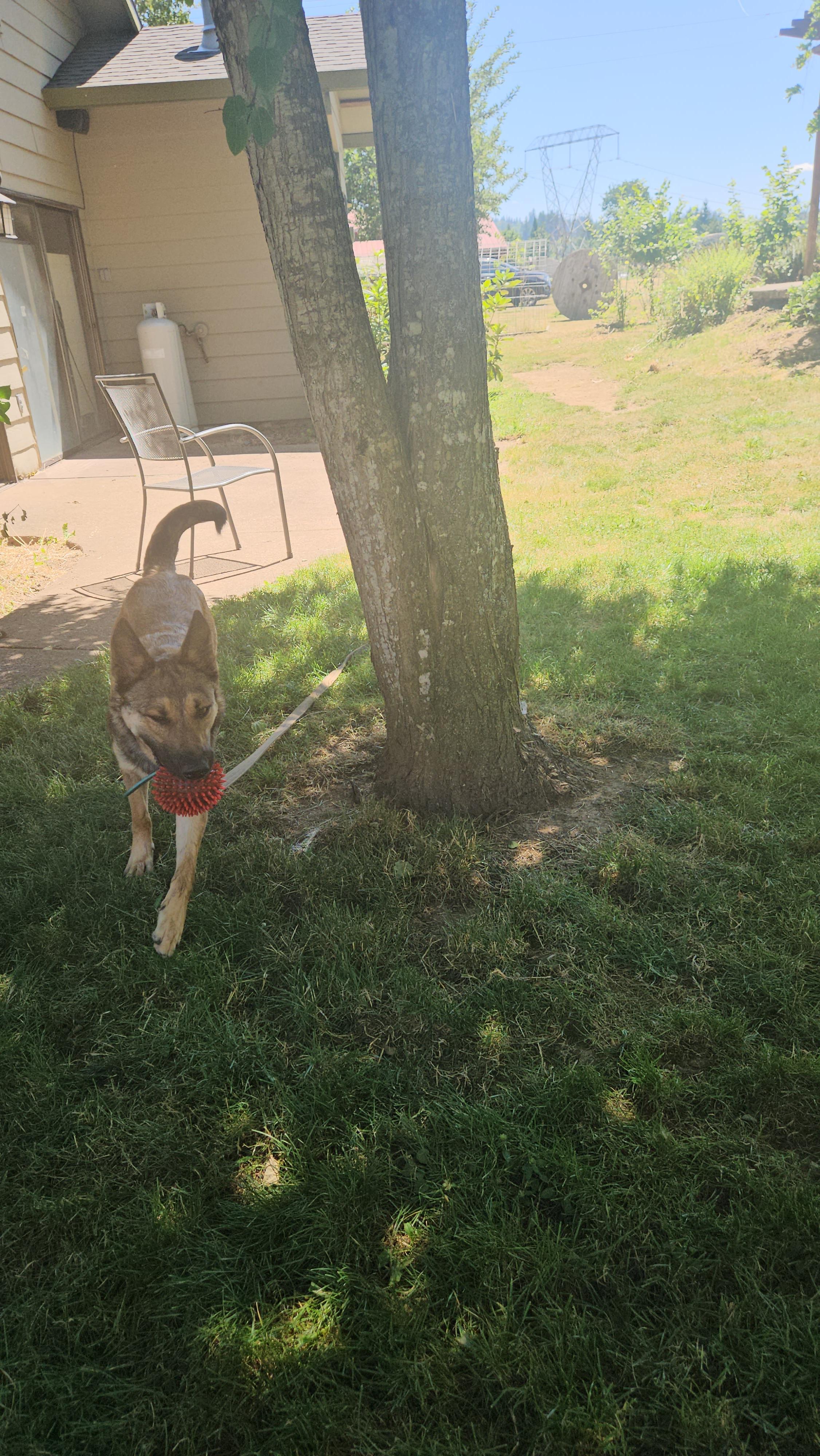 Enlarge Little, a Adoptable German Shepherd Dog in Vancouver, WA image 1/6