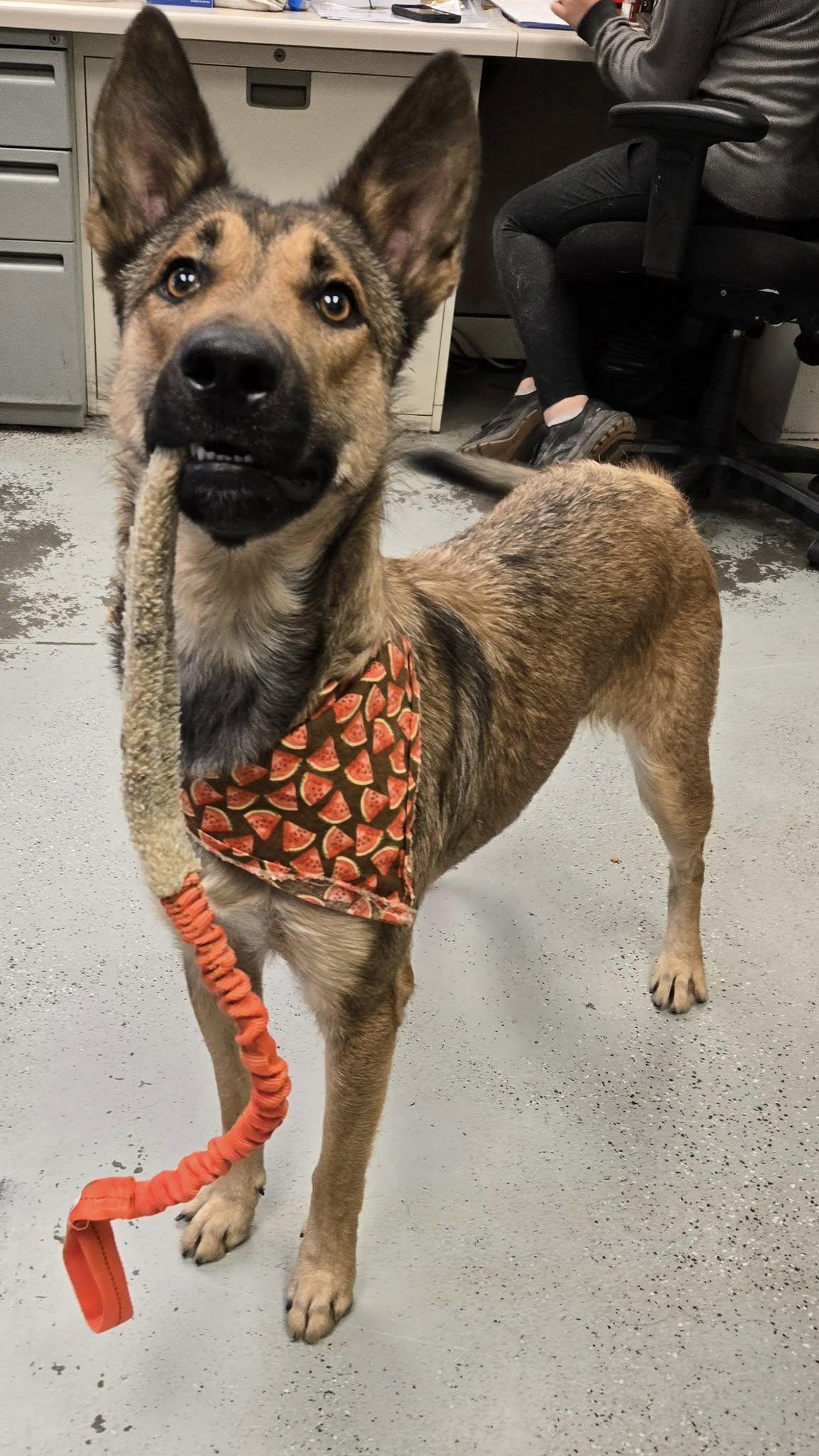 Enlarge Little, a Adoptable German Shepherd Dog in Vancouver, WA image 2/6