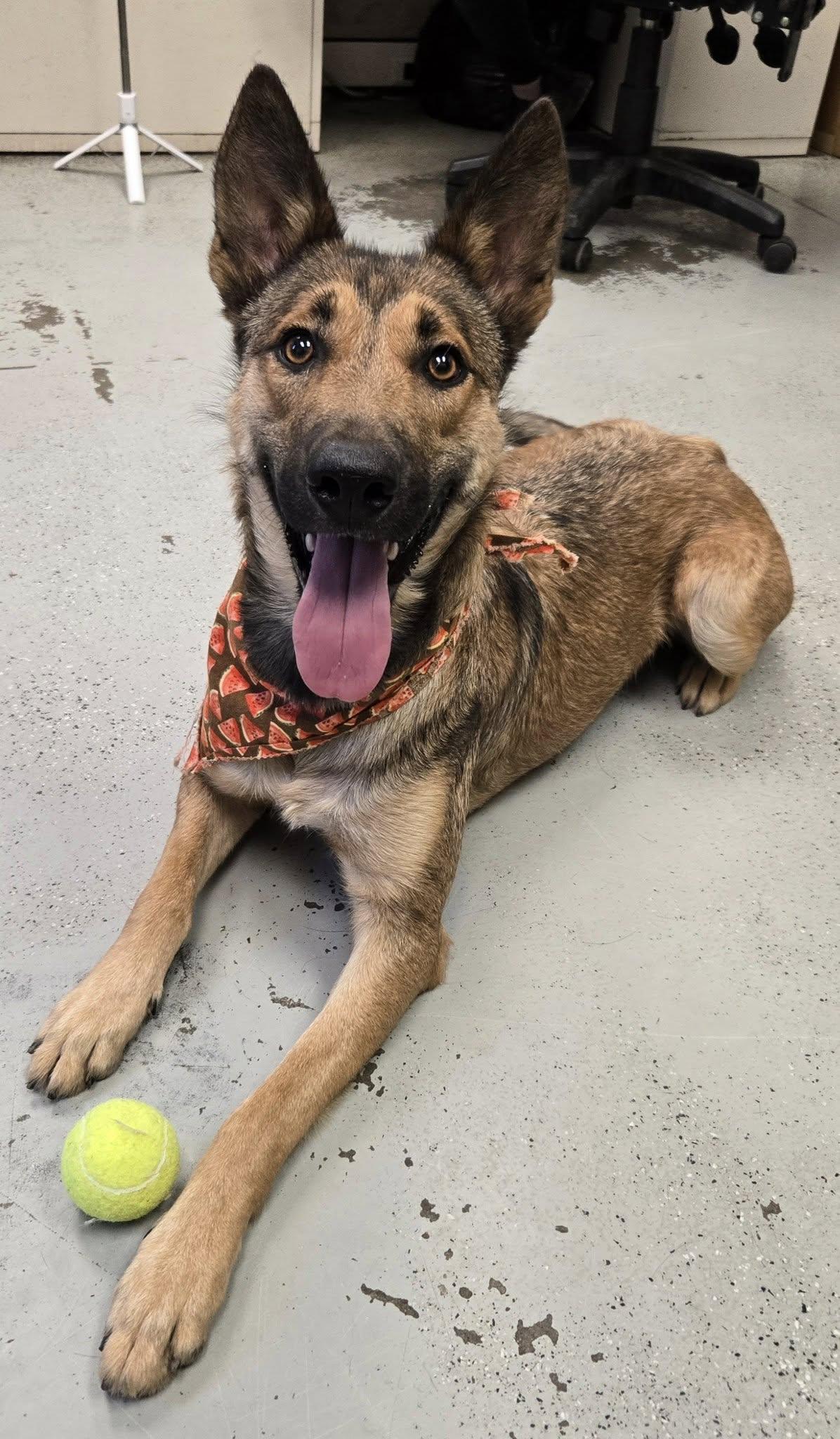 Enlarge Little, a Adoptable German Shepherd Dog in Vancouver, WA image 3/6