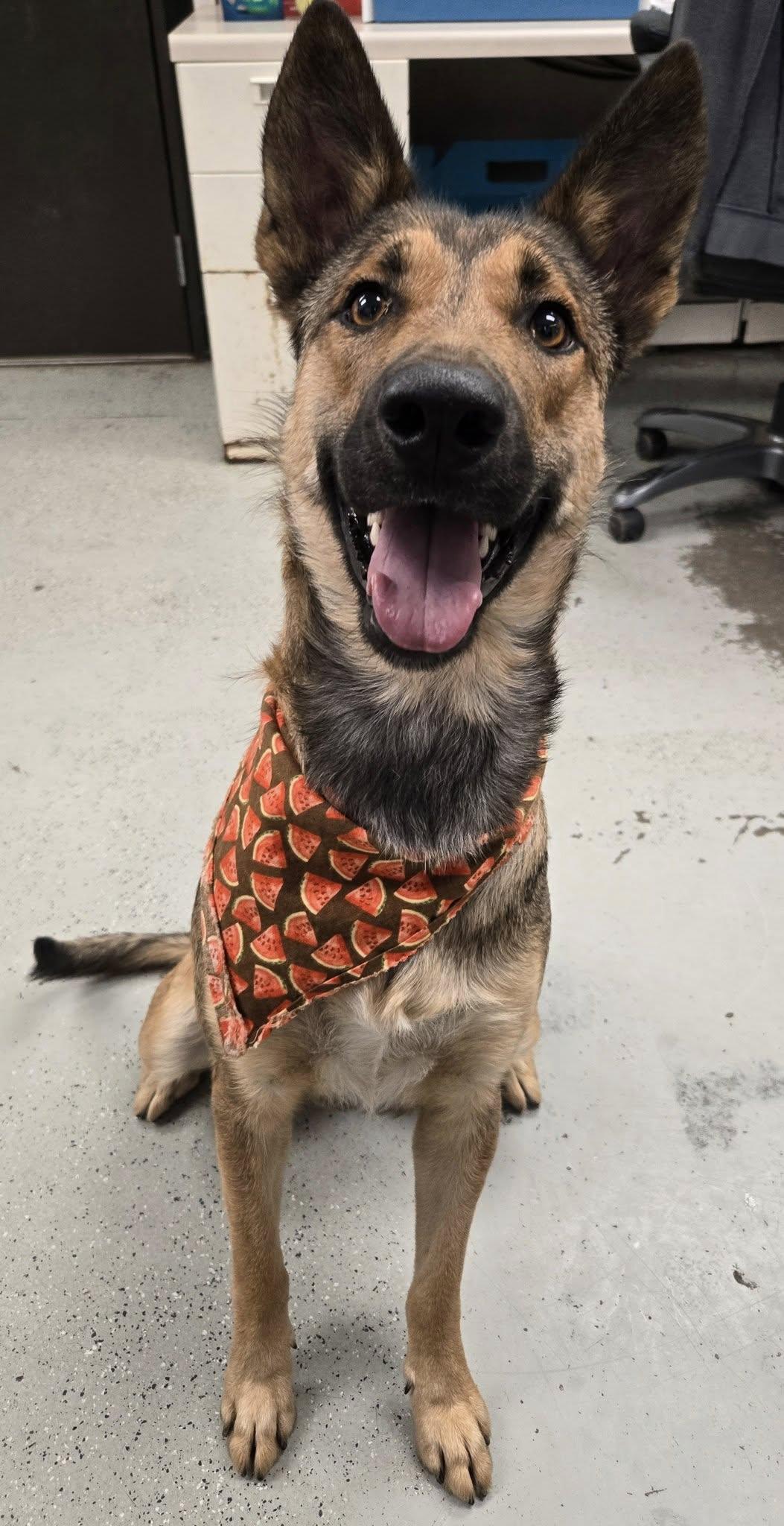 Enlarge Little, a Adoptable German Shepherd Dog in Vancouver, WA image 4/6