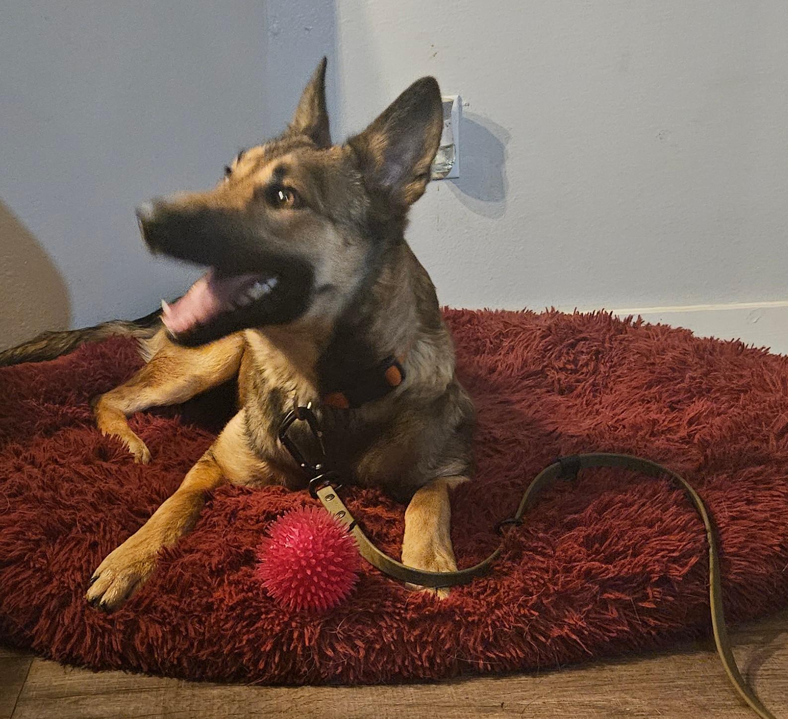 Enlarge Little, a Adoptable German Shepherd Dog in Vancouver, WA image 5/6