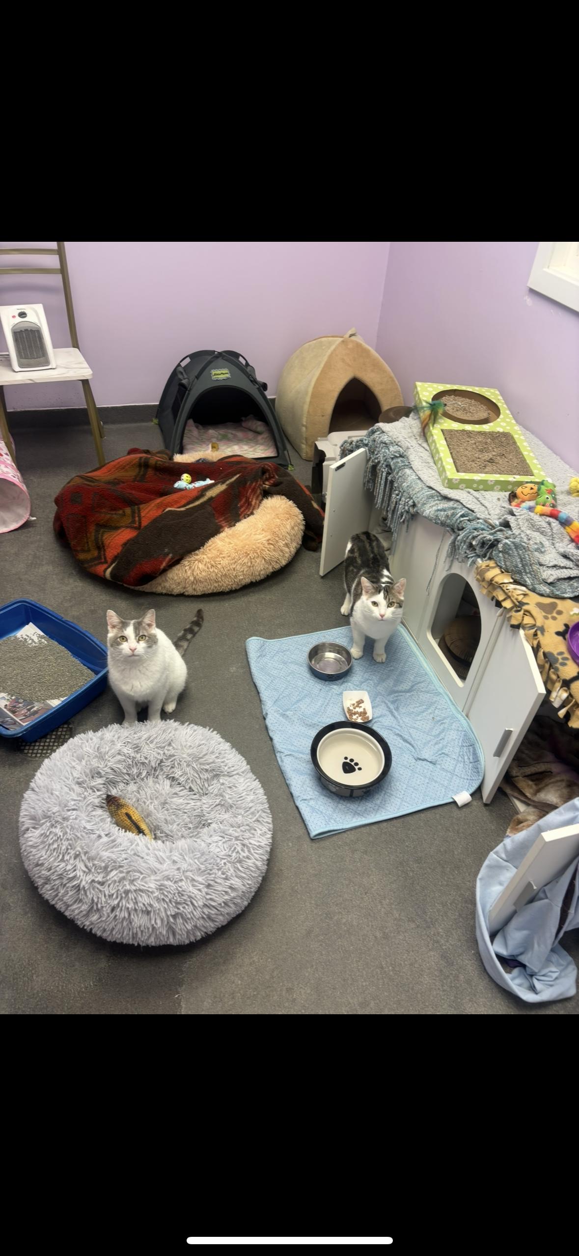 Enlarge Meek Mill and Crayon, a ADOPTABLE Domestic Short Hair in Manchester, NH image 2/3