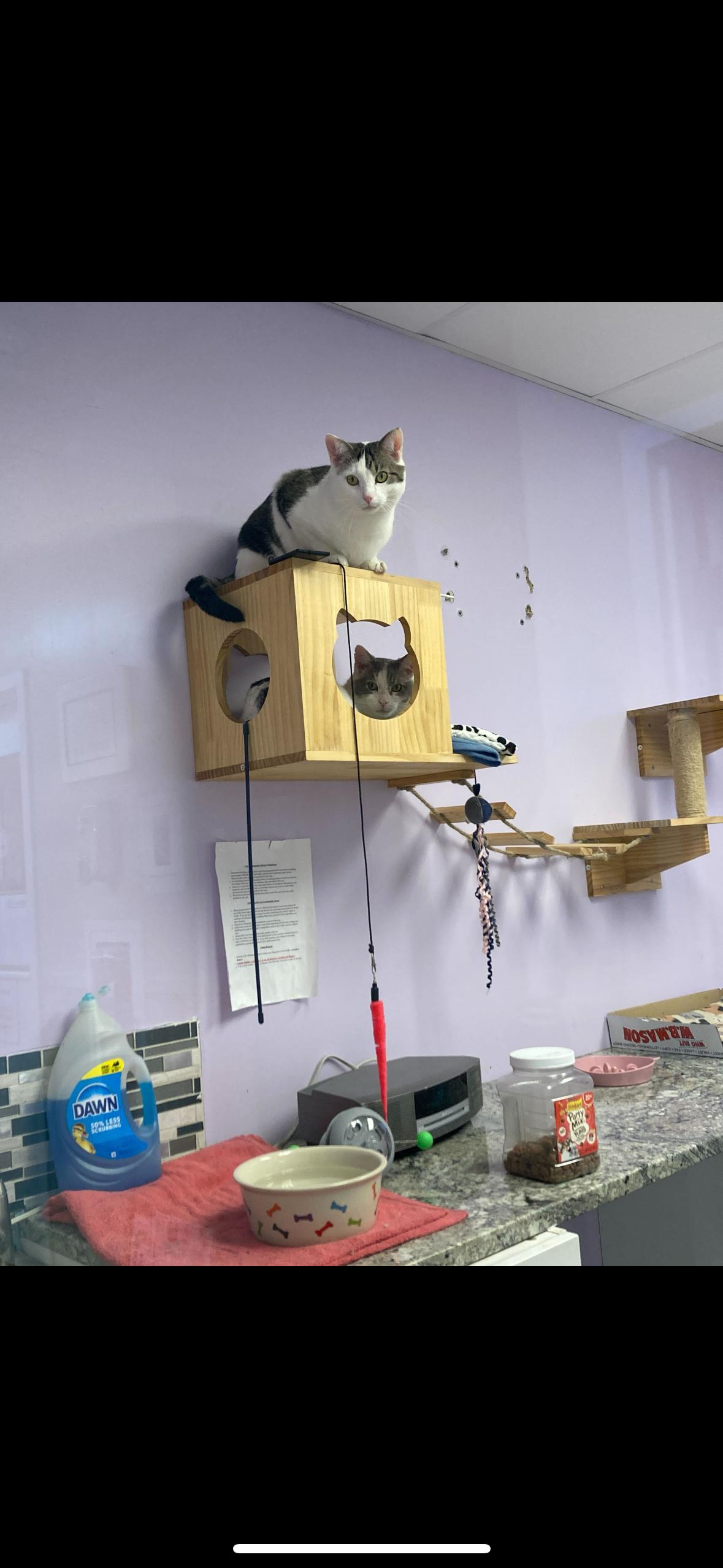 Enlarge Meek Mill and Crayon, a ADOPTABLE Domestic Short Hair in Manchester, NH image 3/3