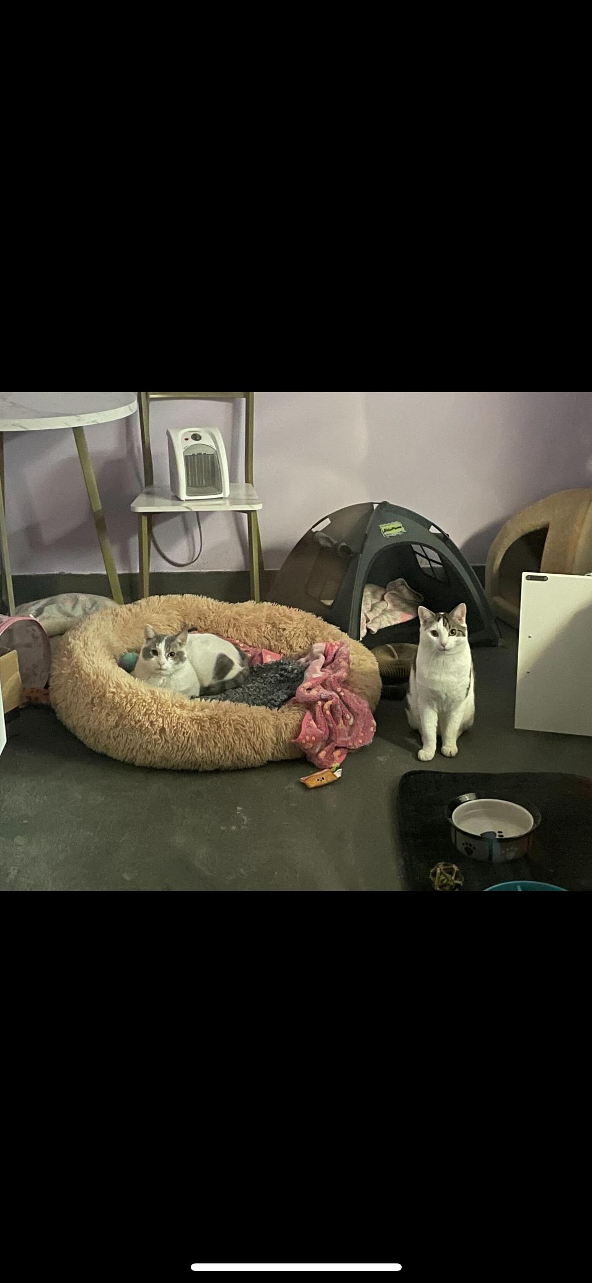 Enlarge Meek Mill and Crayon, a ADOPTABLE Domestic Short Hair in Manchester, NH image 1/3