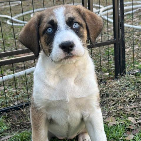 Sprinkles, Adoptable, Puppy Female Shepherd.