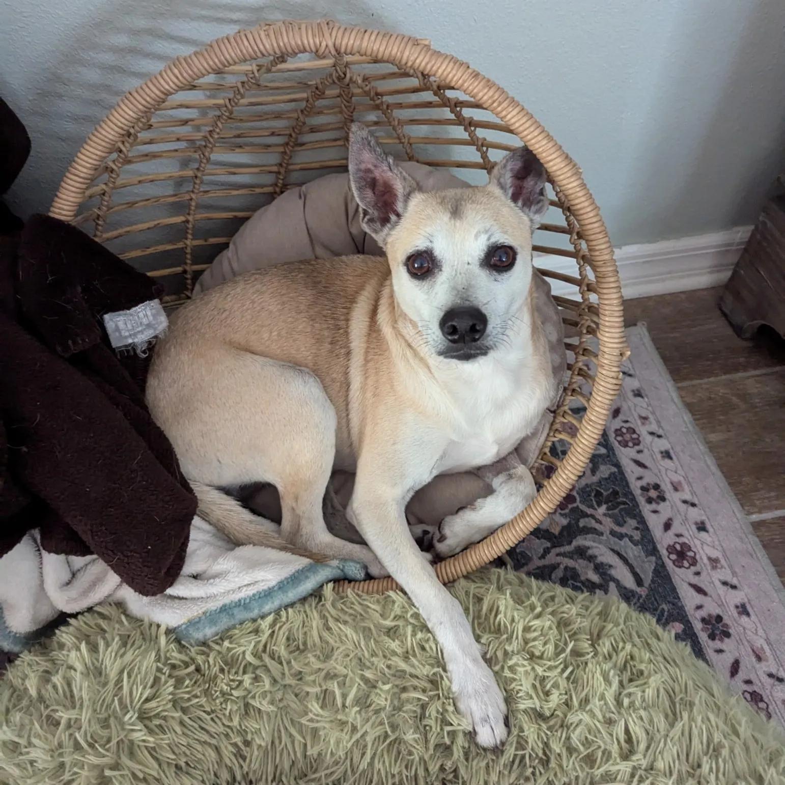 Enlarge Leary, a Adoptable mixed breed in Port Charlotte, FL image 1/4