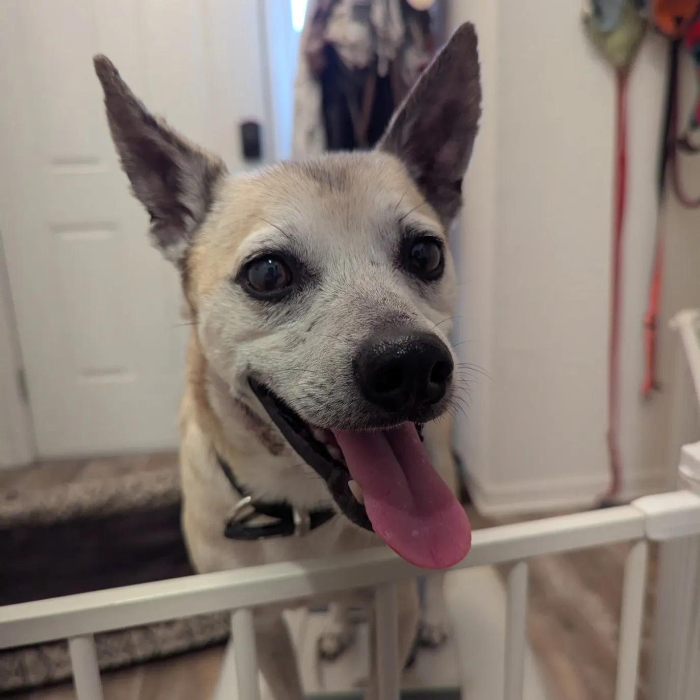 Enlarge Leary, a Adoptable mixed breed in Port Charlotte, FL image 2/4