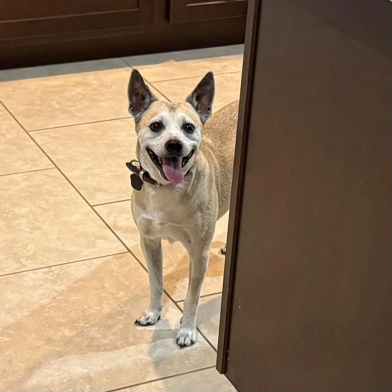 Enlarge Leary, a Adoptable mixed breed in Port Charlotte, FL image 3/4