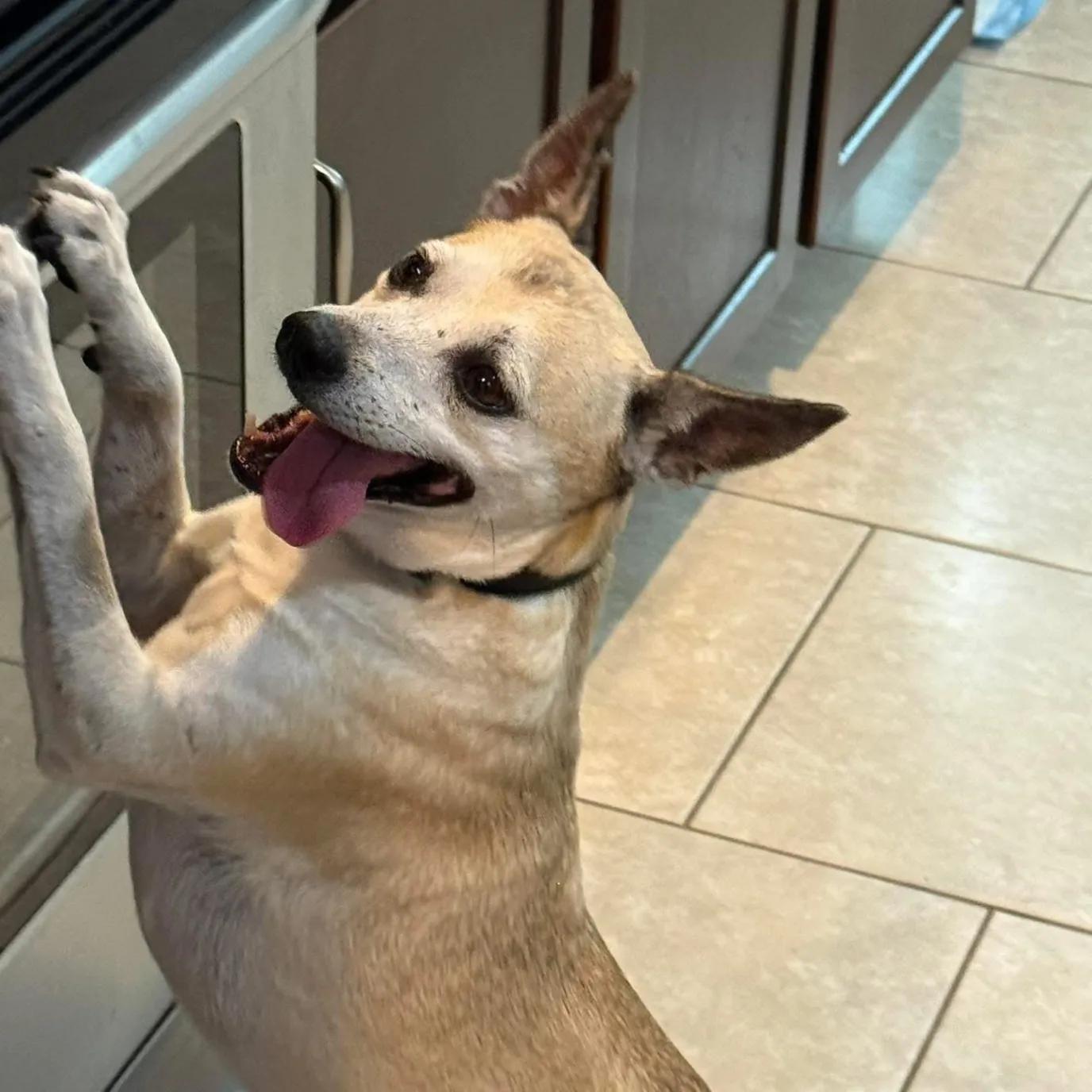 Enlarge Leary, a Adoptable mixed breed in Port Charlotte, FL image 4/4