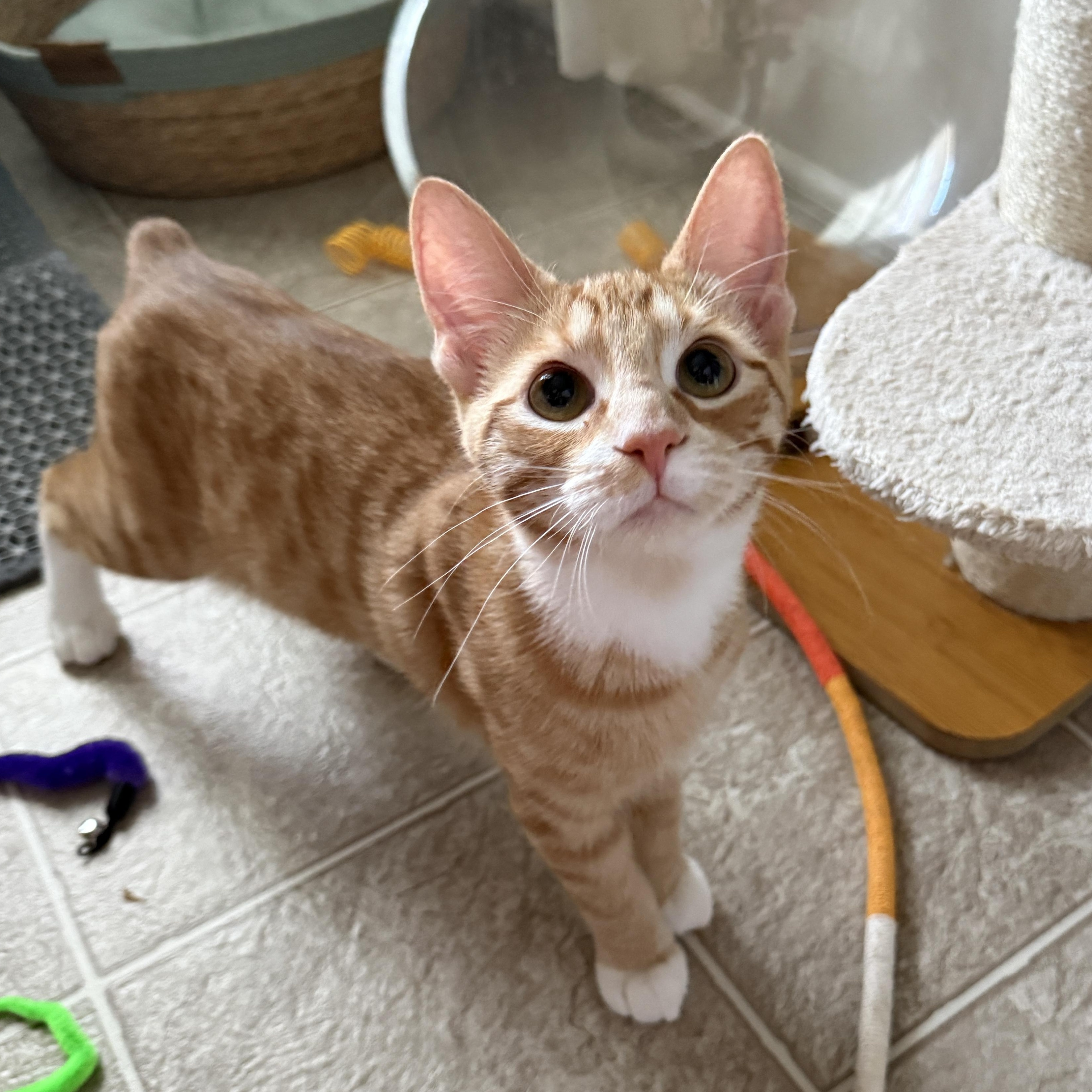 Sunshine, ADOPTABLE, Kitten • Male, Domestic Short Hair & American Bobtail.