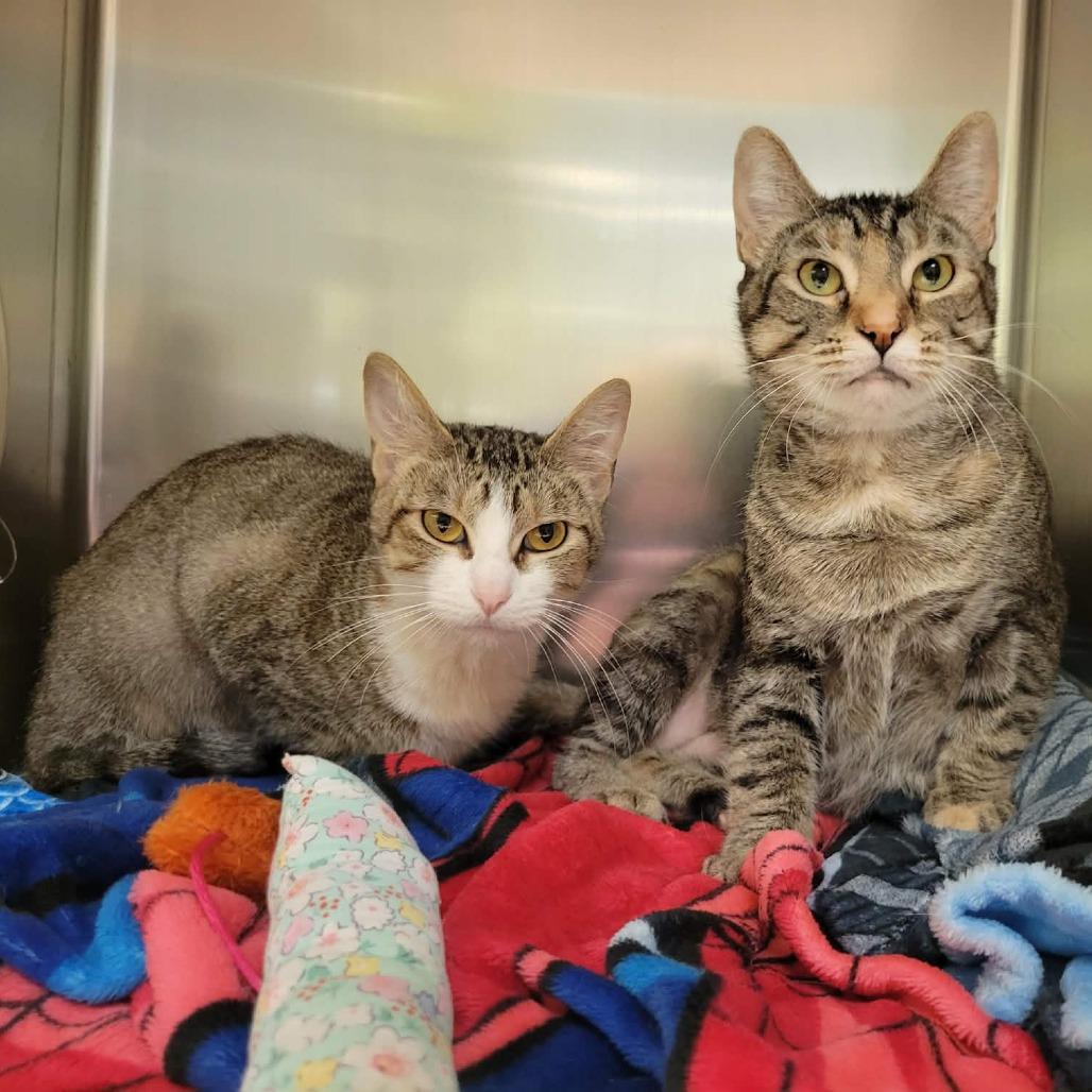 Enlarge Nyx, a Adoptable Domestic Short Hair in Columbia, MO image 1/3