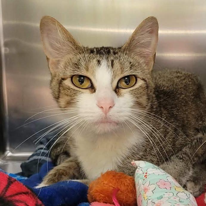 Enlarge Nyx, a Adoptable Domestic Short Hair in Columbia, MO image 2/3