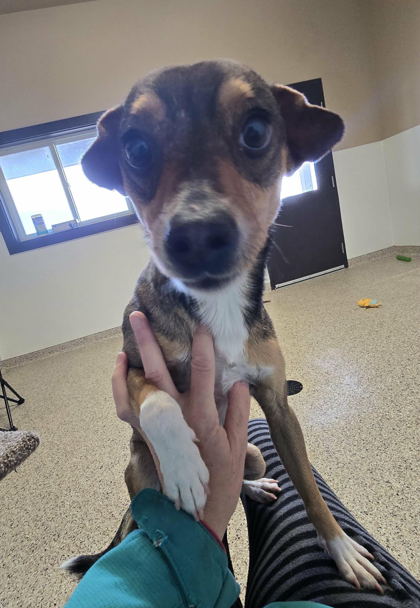 Frankie, Adoptable, Young Male Beagle & Chihuahua.