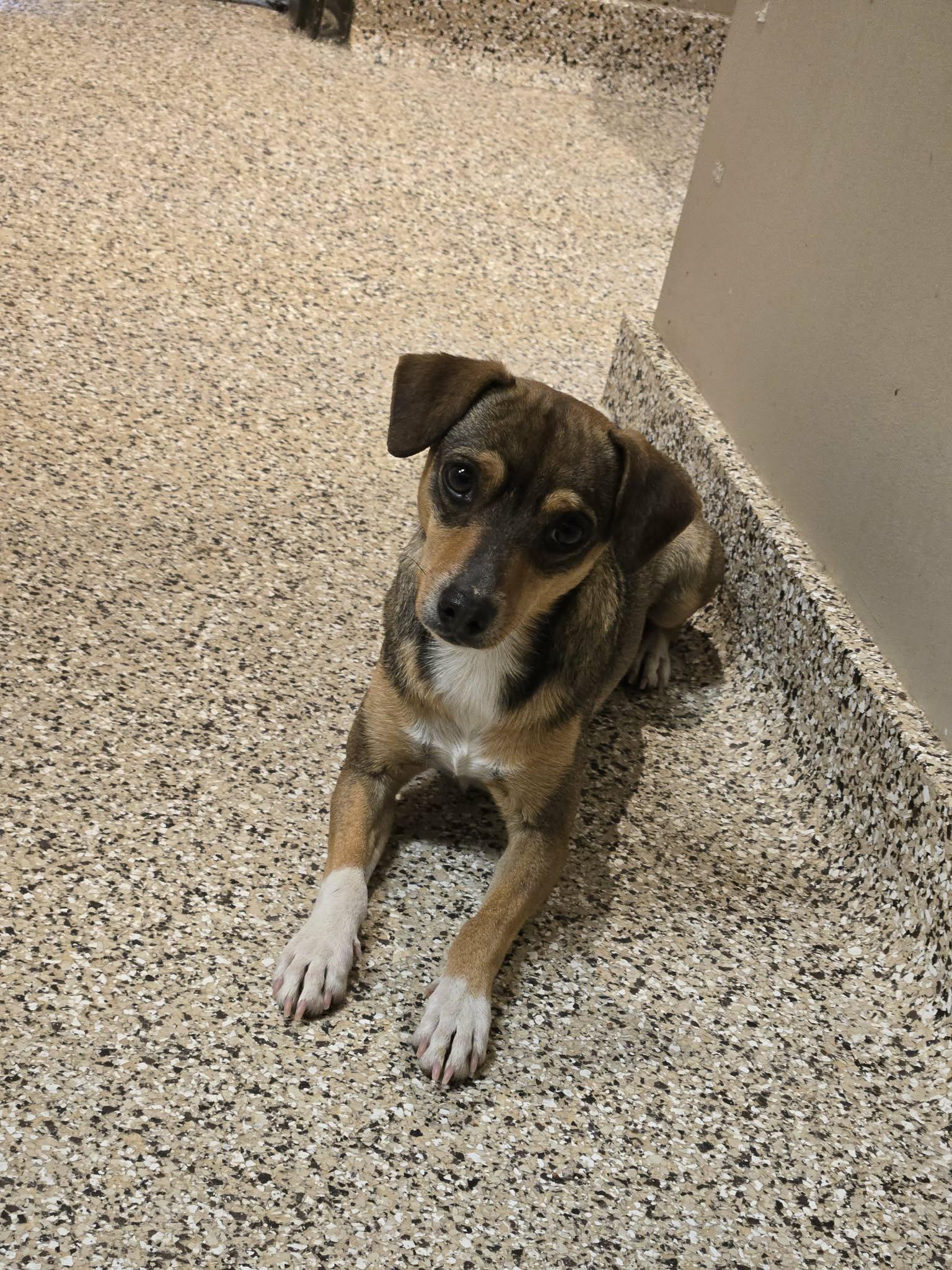 Enlarge Frankie, a Adoptable mixed breed in Castle Rock, CO image 2/3