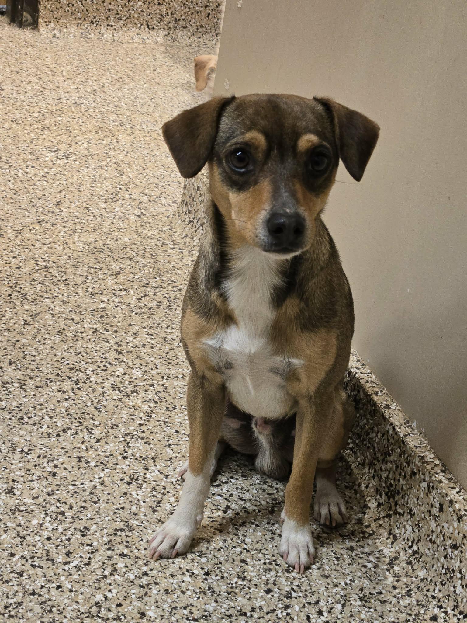 Enlarge Frankie, a Adoptable mixed breed in Castle Rock, CO image 3/3