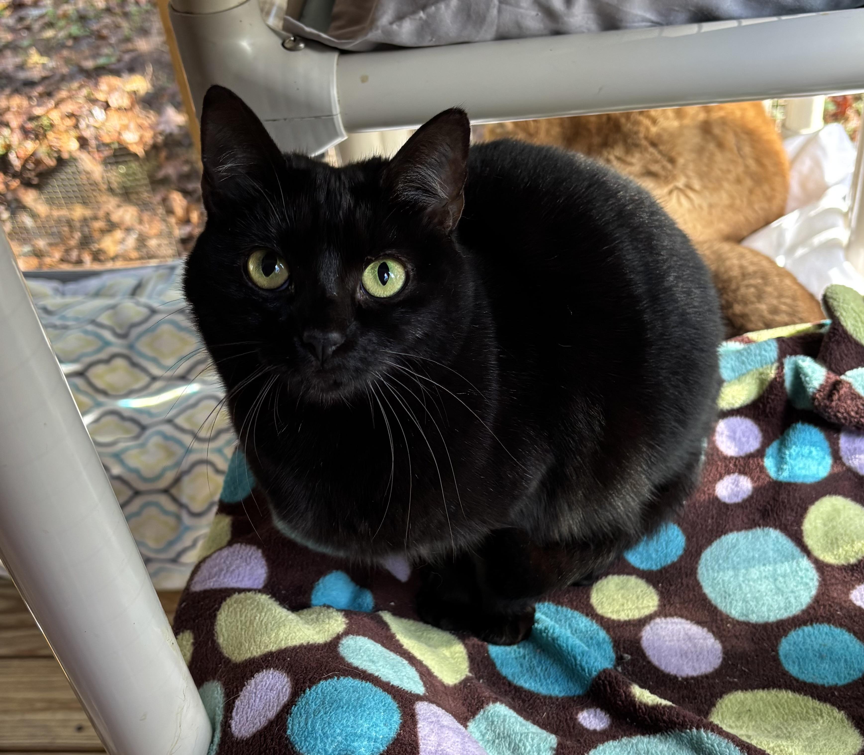 Fiddy (female), Adoptable, Adult Female Domestic Short Hair.
