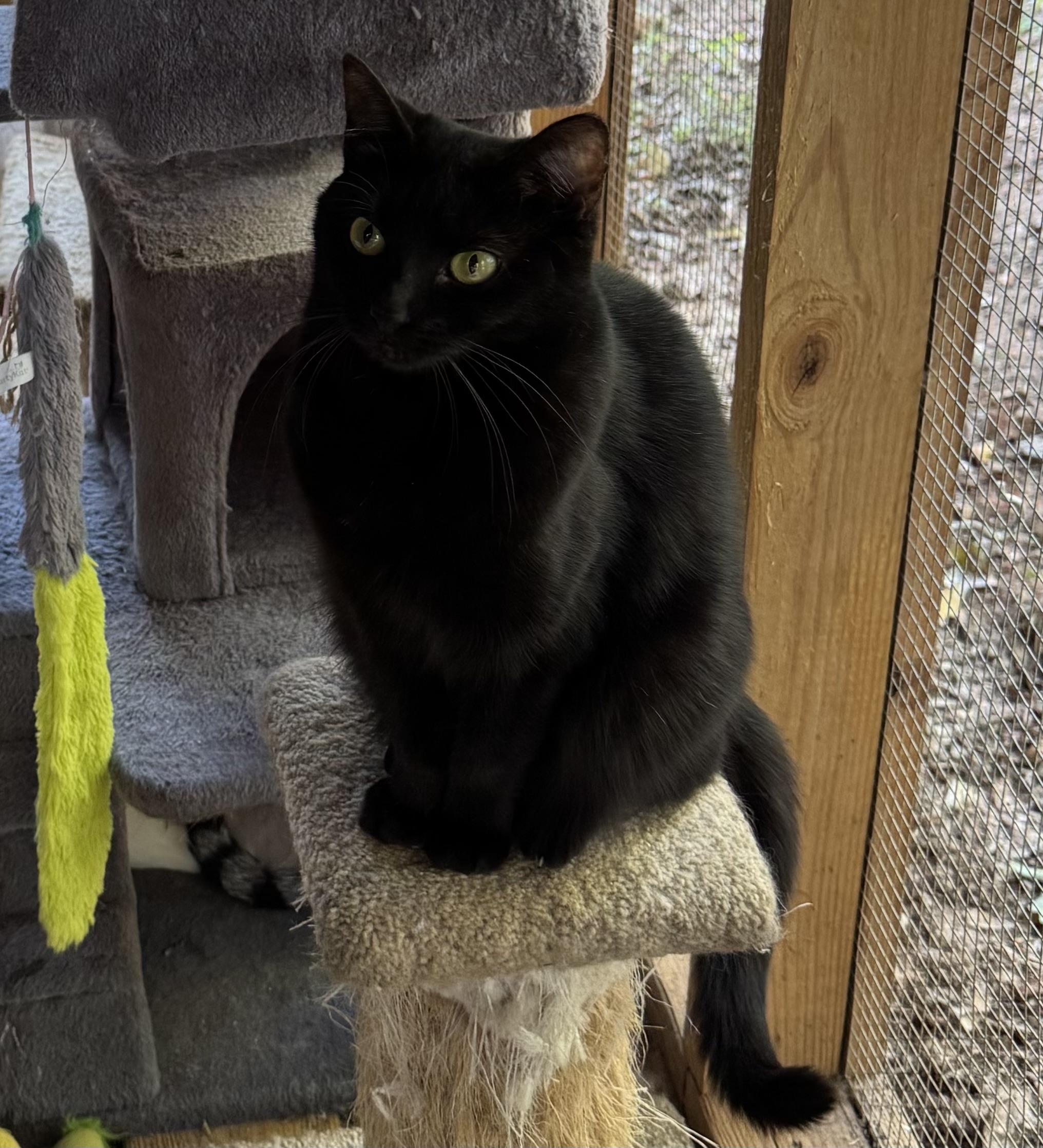 Fiddy (female), a Adoptable Domestic Short Hair in Anderson , SC image 2/6