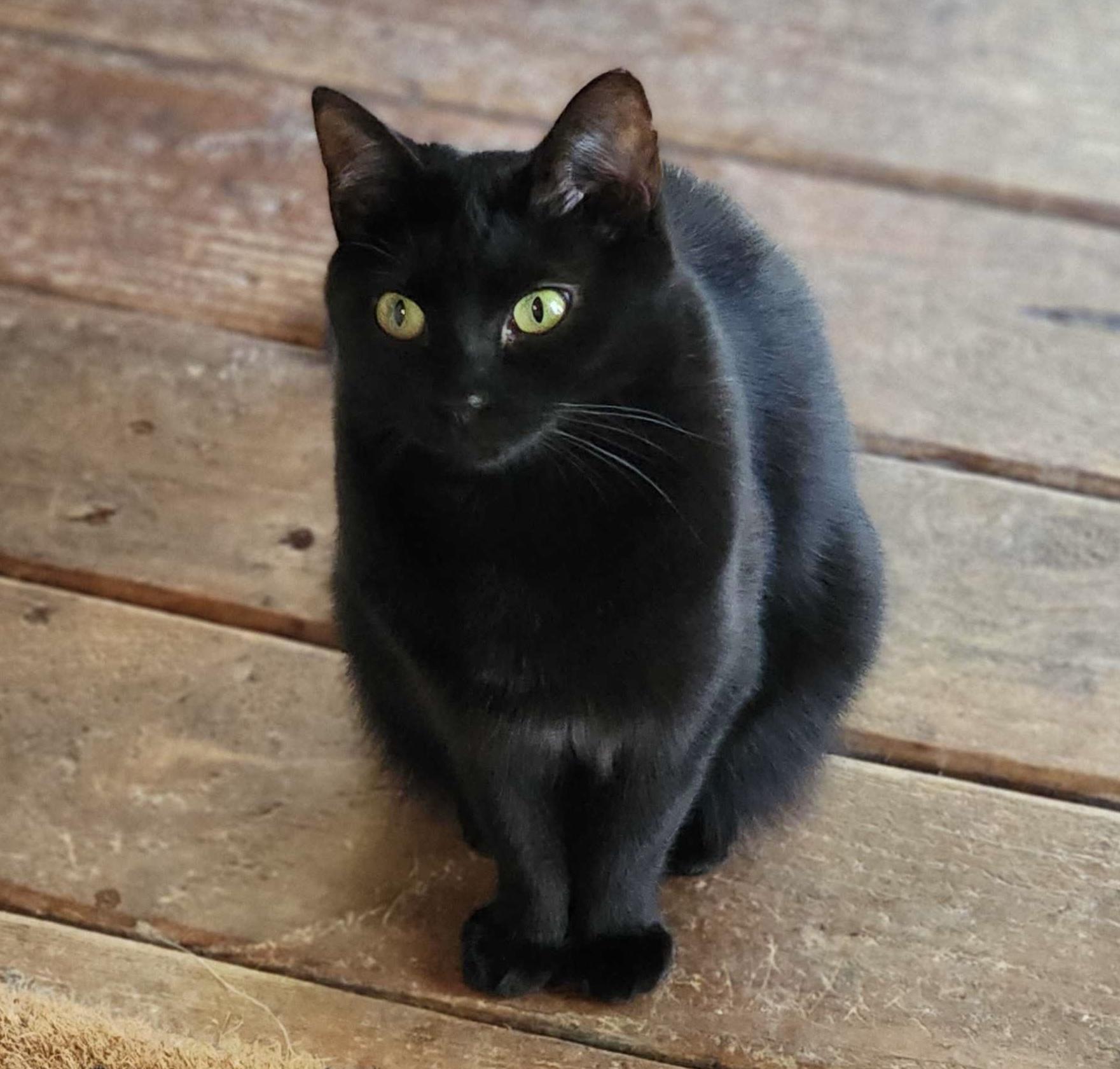 Fiddy (female), a Adoptable Domestic Short Hair in Anderson , SC image 6/6