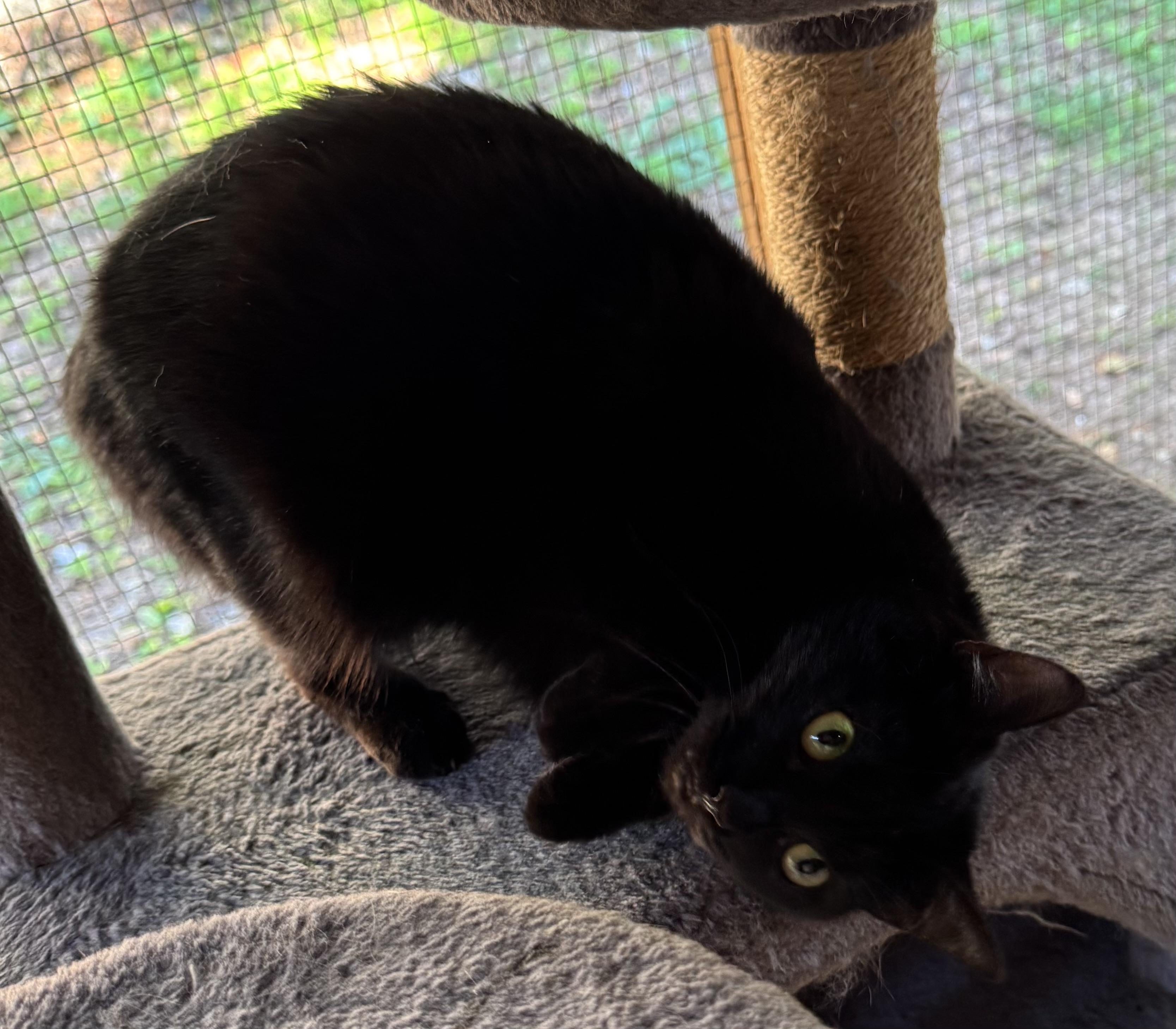 Fiddy (female), a Adoptable Domestic Short Hair in Anderson , SC image 4/6
