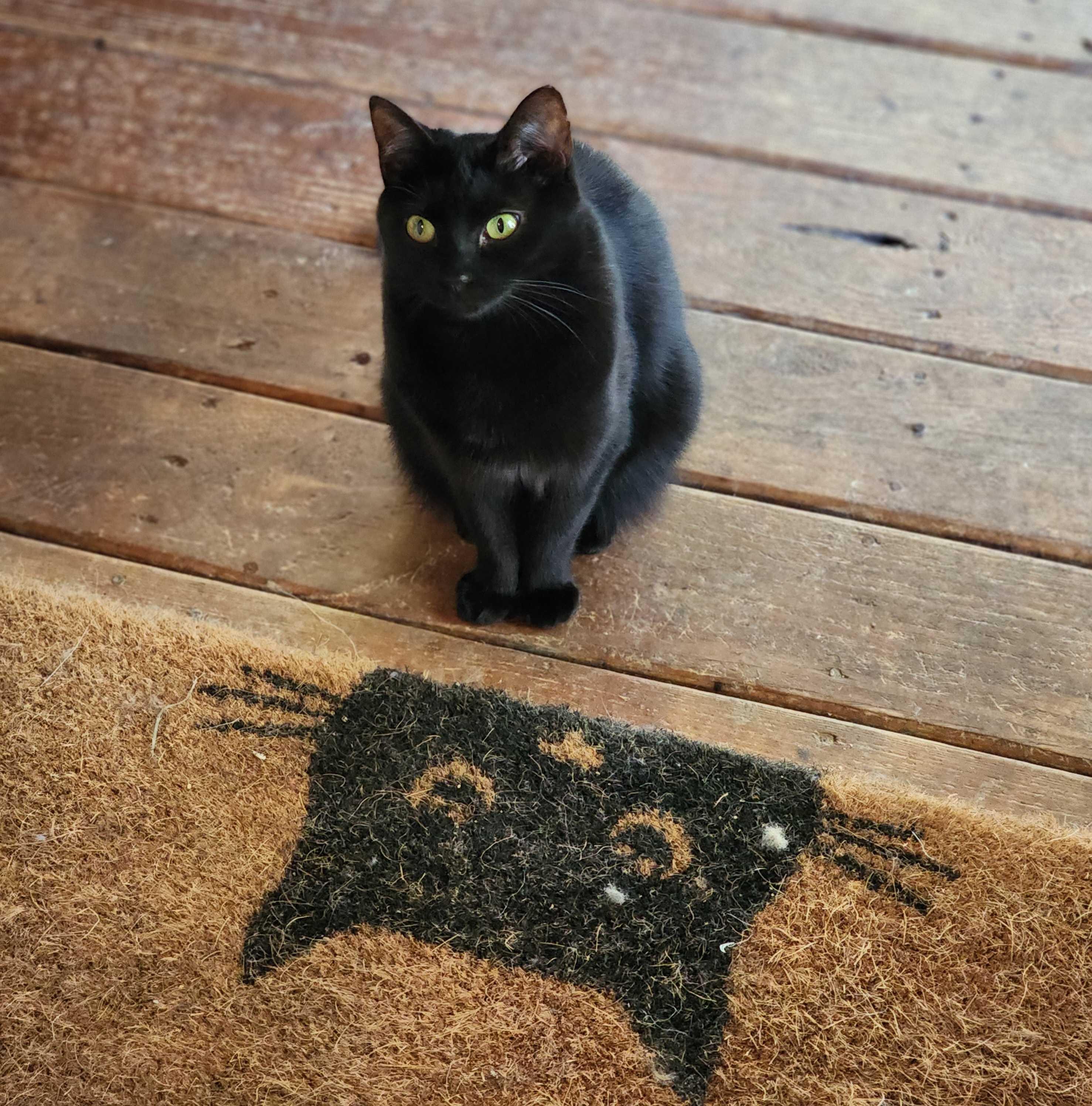 Fiddy (female), a Adoptable Domestic Short Hair in Anderson , SC image 5/6