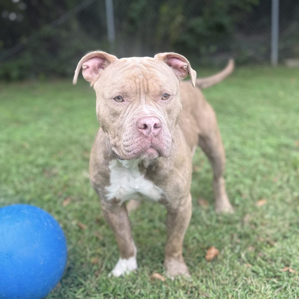 Enlarge Nicholas, a Adoptable Pit Bull Terrier in Ridgely, MD image 1/6