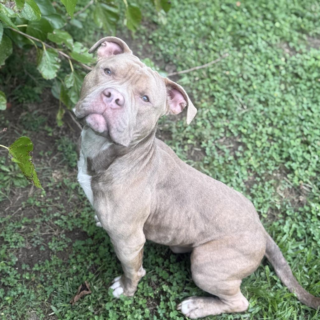 Enlarge Nicholas, a Adoptable Pit Bull Terrier in Ridgely, MD image 2/6