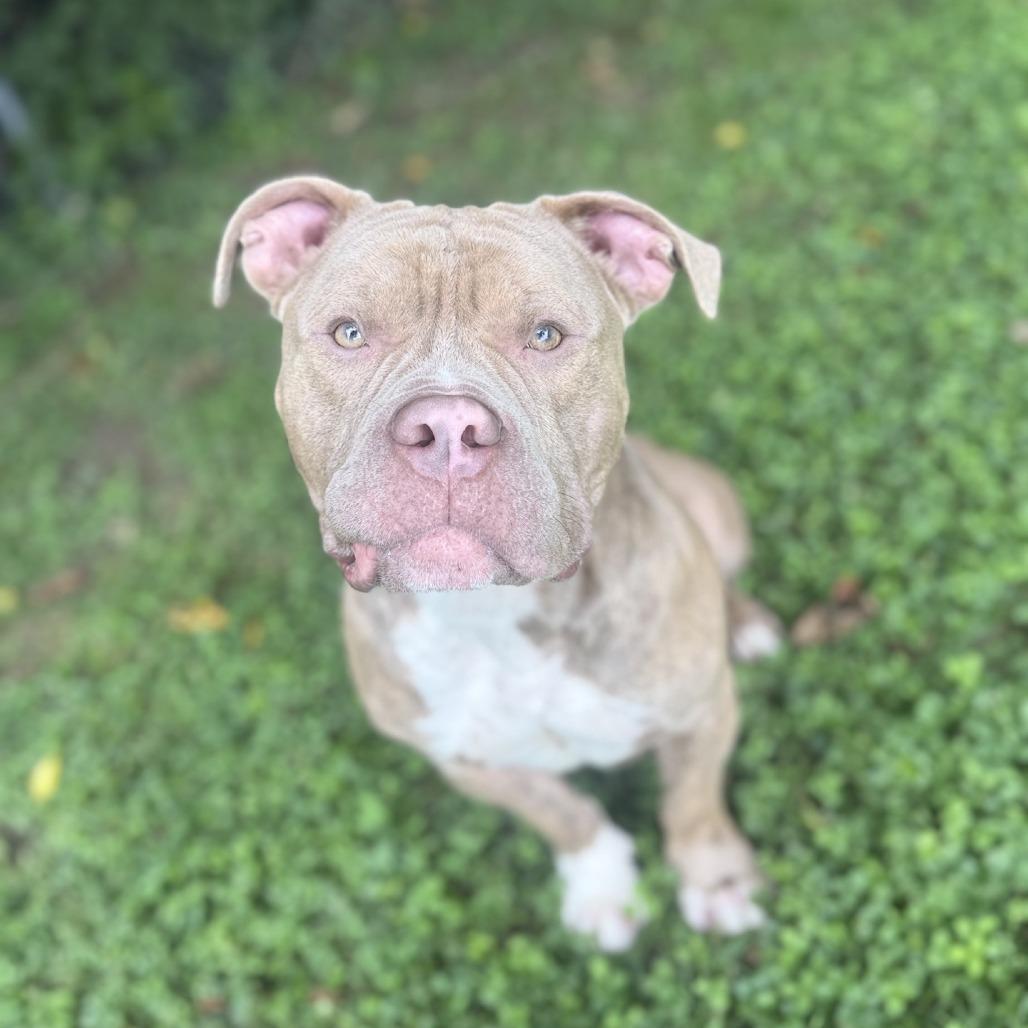 Enlarge Nicholas, a Adoptable Pit Bull Terrier in Ridgely, MD image 3/6