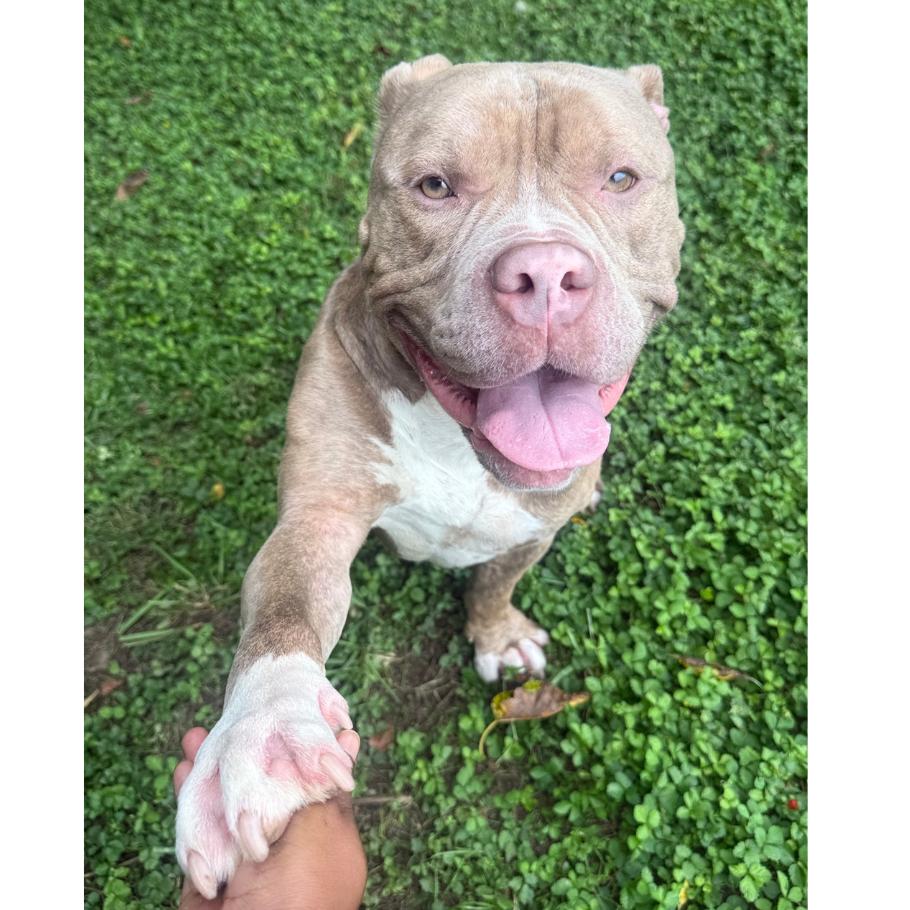 Enlarge Nicholas, a Adoptable Pit Bull Terrier in Ridgely, MD image 4/6