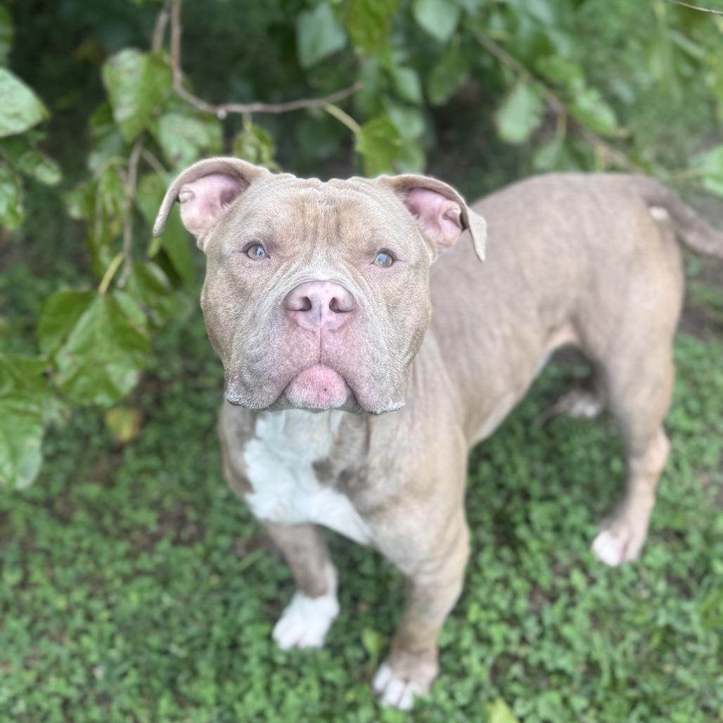 Enlarge Nicholas, a Adoptable Pit Bull Terrier in Ridgely, MD image 5/6