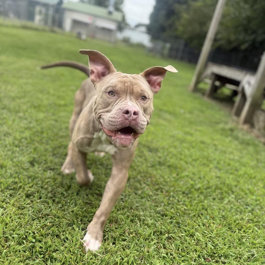 Enlarge Nicholas, a Adoptable Pit Bull Terrier in Ridgely, MD image 6/6