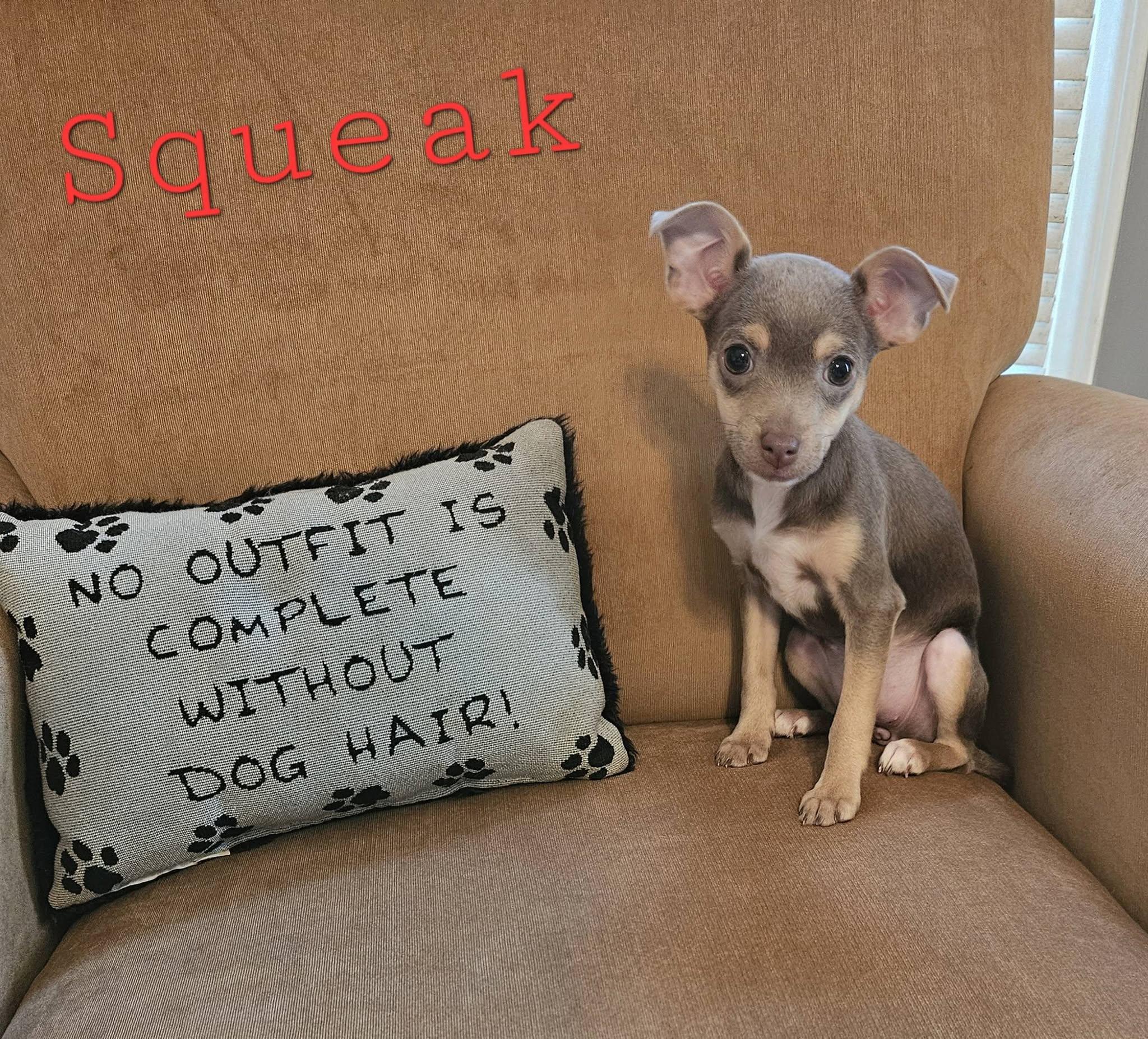 Squeak, Adoptable, Puppy Female Chihuahua.