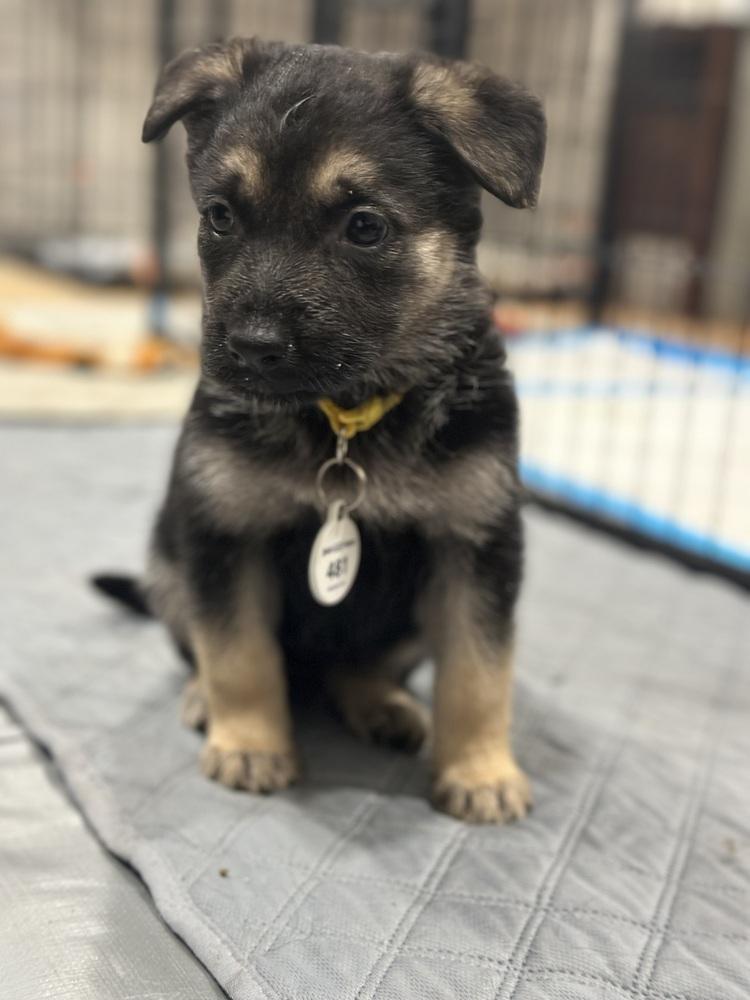 Nimbus aka Yellow Collar, Adoptable, Puppy Female German Shepherd Dog.