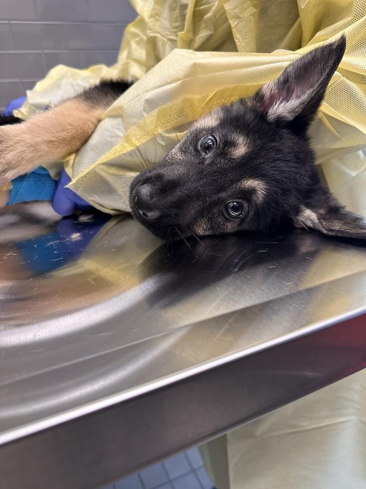 Nimbus aka Yellow Collar, Adoptable, Puppy Female German Shepherd Dog.