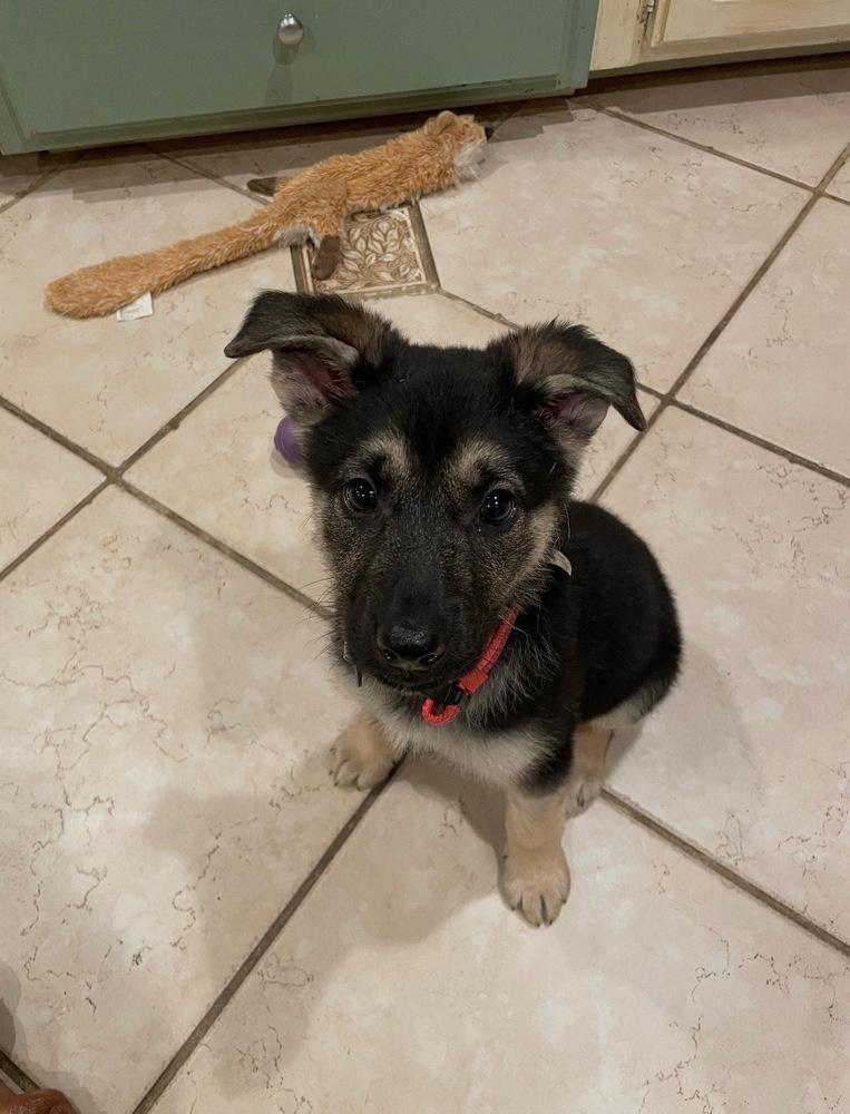 Enlarge Nimbus aka Yellow Collar, a Adoptable German Shepherd Dog in Palo Alto, CA image 2/6