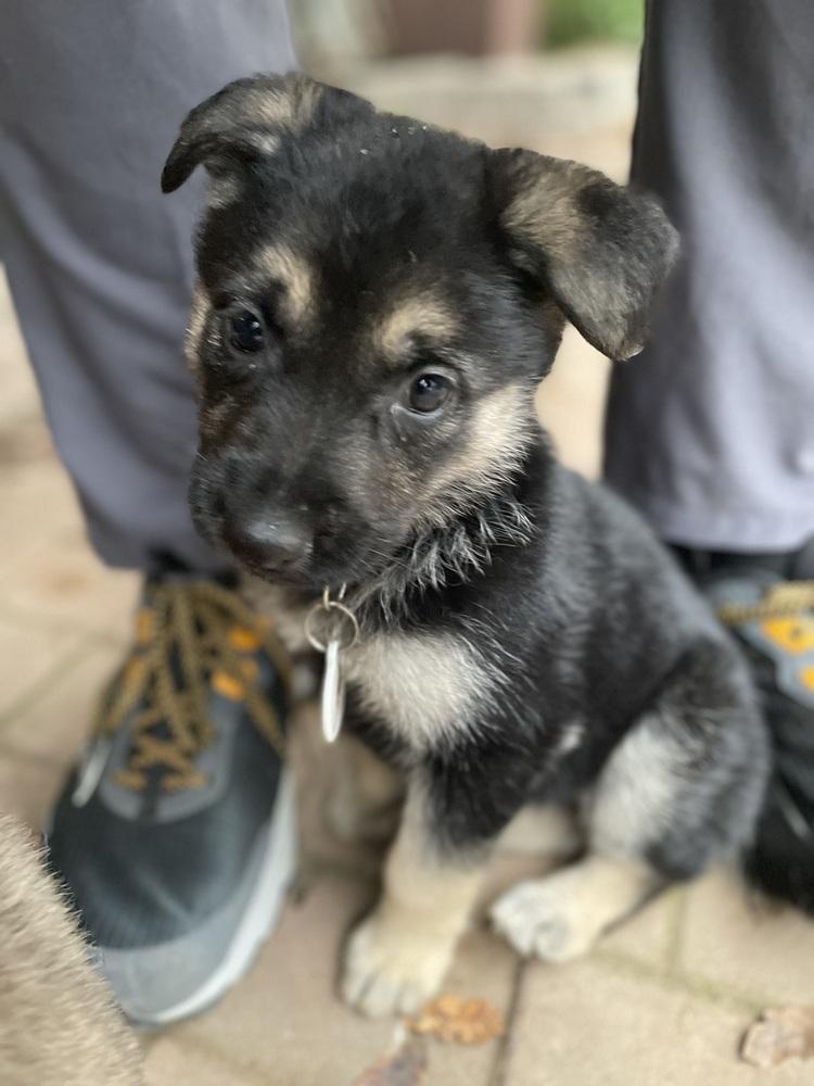 Enlarge Nimbus aka Yellow Collar, a Adoptable German Shepherd Dog in Palo Alto, CA image 3/6
