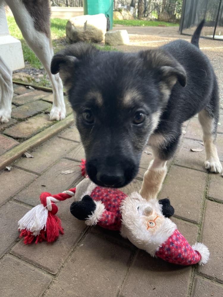Enlarge Nimbus aka Yellow Collar, a Adoptable German Shepherd Dog in Palo Alto, CA image 4/6