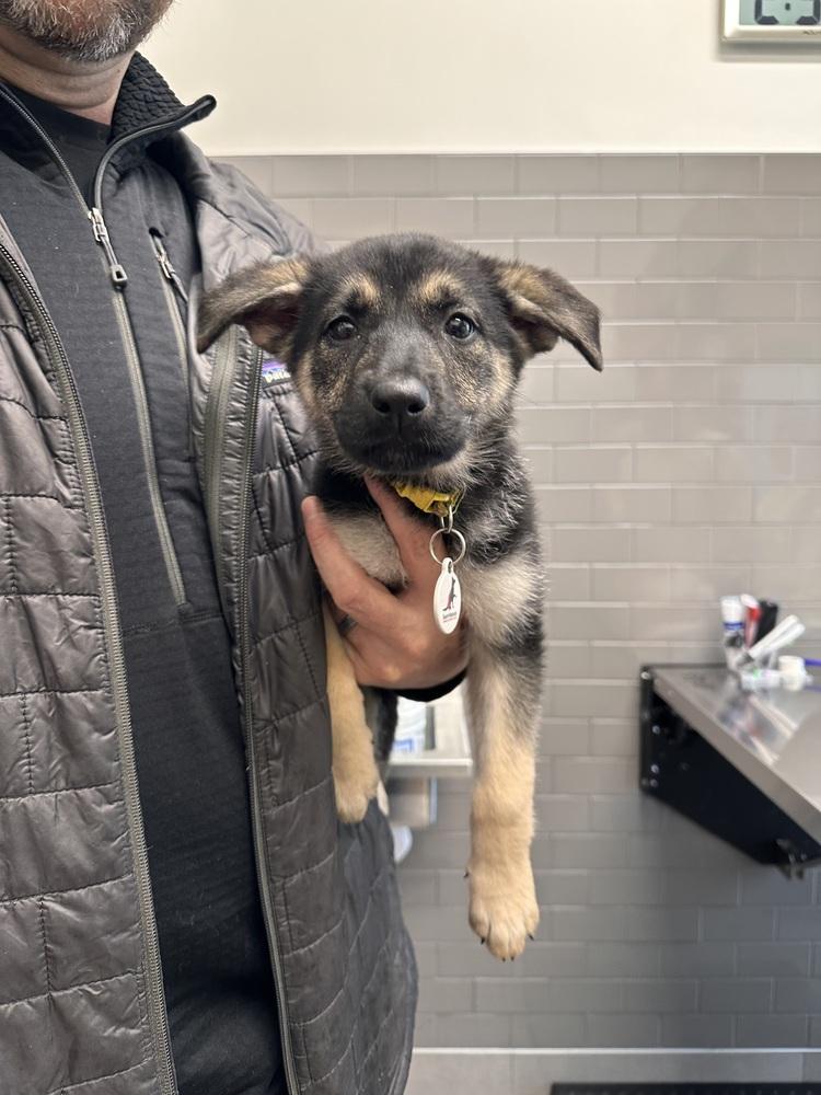 Enlarge Nimbus aka Yellow Collar, a Adoptable German Shepherd Dog in Palo Alto, CA image 4/6