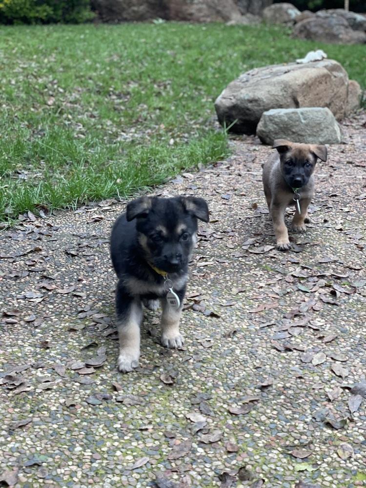 Enlarge Nimbus aka Yellow Collar, a Adoptable German Shepherd Dog in Palo Alto, CA image 5/6