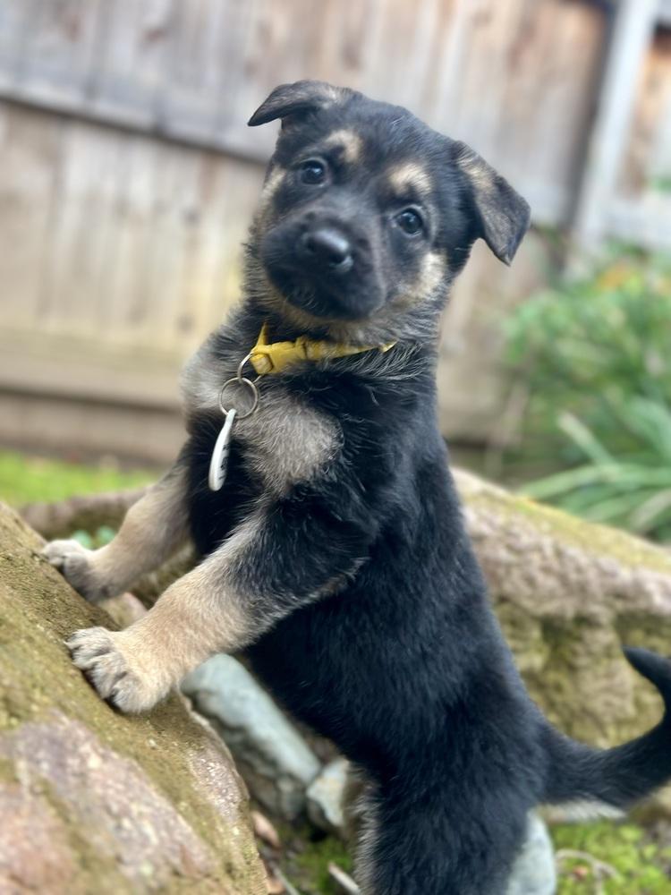 Enlarge Nimbus aka Yellow Collar, a Adoptable German Shepherd Dog in Palo Alto, CA image 6/6
