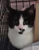 ThompsonRd, Adoptable, Young Male Domestic Short Hair & Domestic Short Hair.