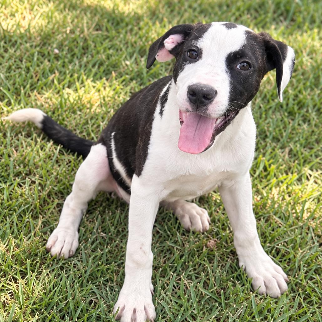 Enlarge Scooter, a Adoptable mixed breed in Sarasota, FL image 3/3