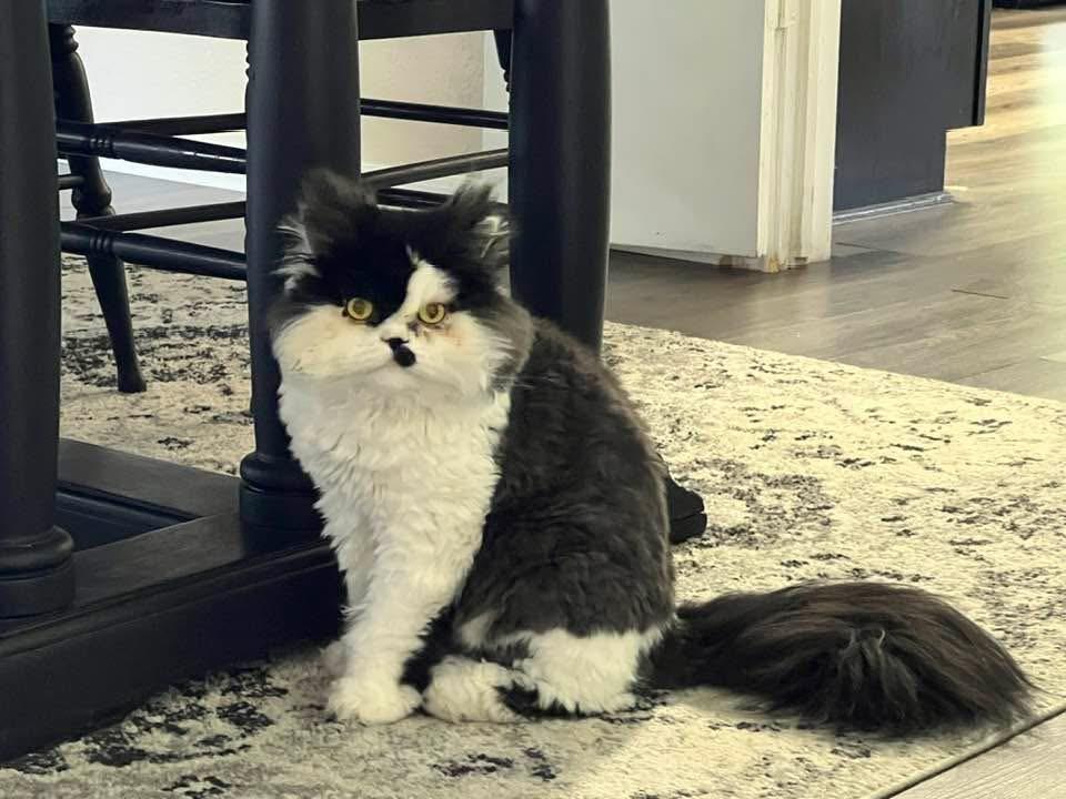 Milo, an adopted Persian in Keller, TX image 1/2