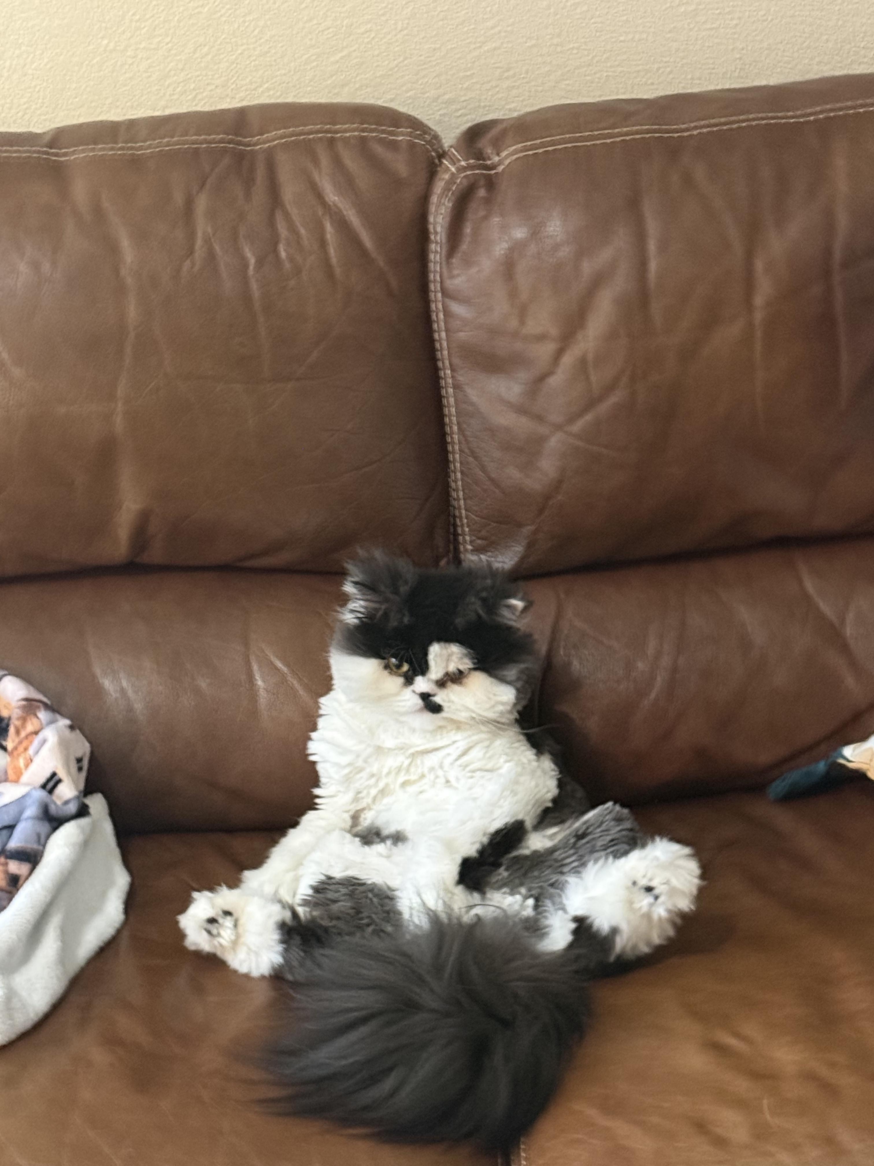 Milo, an adopted Persian in Keller, TX image 2/2