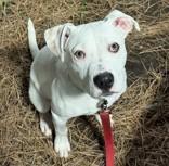 Enlarge Youngbok, a Adoptable Mixed Breed in Lansing, MI image 1/1