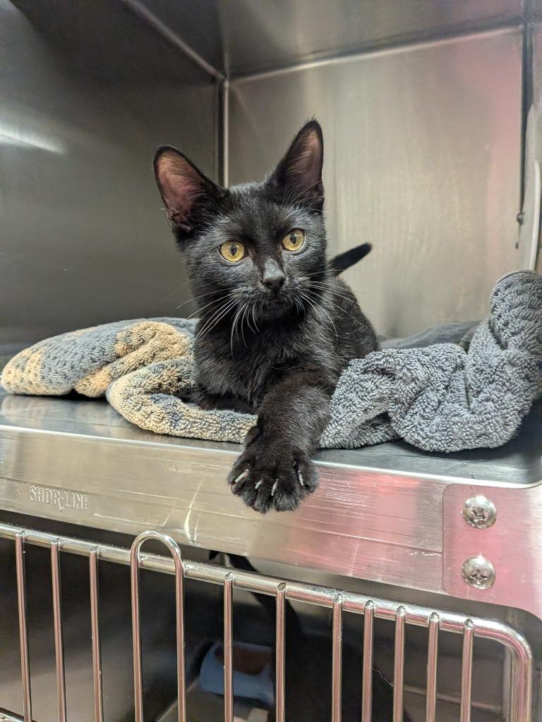 Harry, Adoptable, Kitten Male Domestic Short Hair.