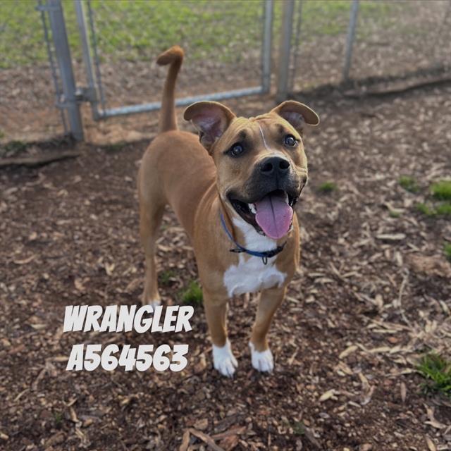 WRANGLER, Adoptable, Young Male American Staffordshire Terrier & Mixed Breed.