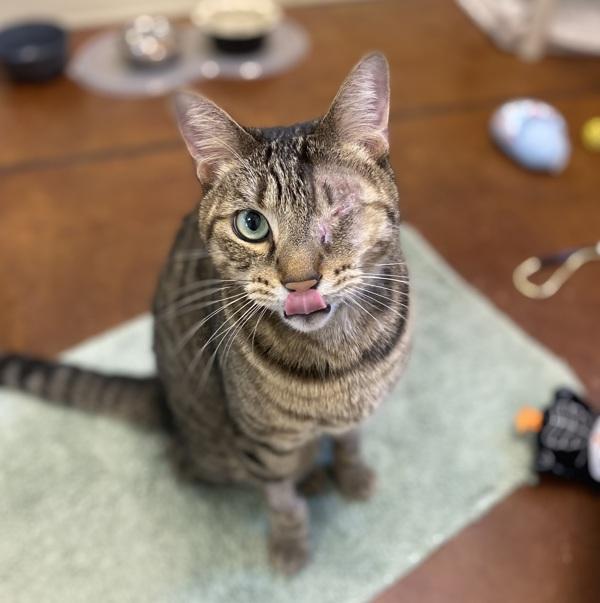 Captain, Adoptable, Adult Male Domestic Short Hair.