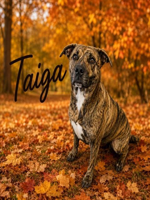 TAIGA, Adoptable, Adult Female Plott Hound & Mixed Breed.