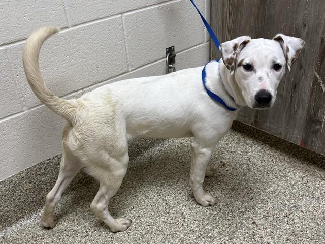 Enlarge FRED, a Adoptable mixed breed in Colorado Springs, CO image 1/1